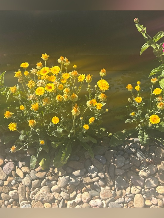 Calendulas Other - Calendulas flower seeds